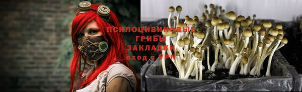 ПСИЛОЦИБИНОВЫЕ ГРИБЫ Заволжск